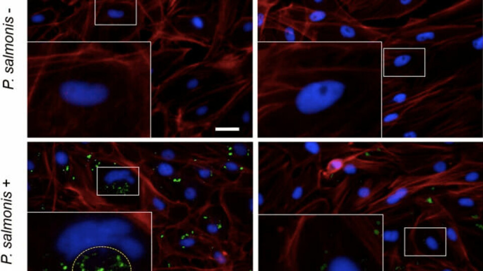 Microfotografías de inmunofluorescencia representativas de las células SHK-1 expuesta (Se +) o no (Se -) a selenito de sodio (1 μM). Los paneles superiores muestran células no infectadas y los paneles inferiores muestran células infectadas con P. salmonis 10 días post infección con tratamiento. Fuente: Pérez-Valenzuela y col., 2021.
