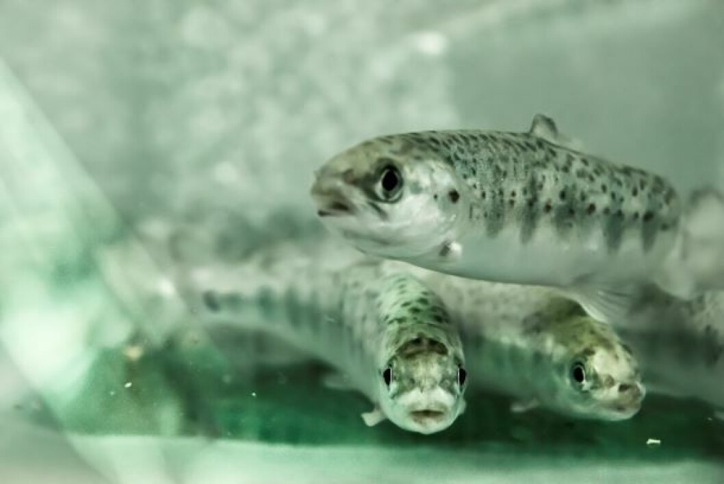 Imagen: Salmonexpert. Imagen: Salmonexpert.