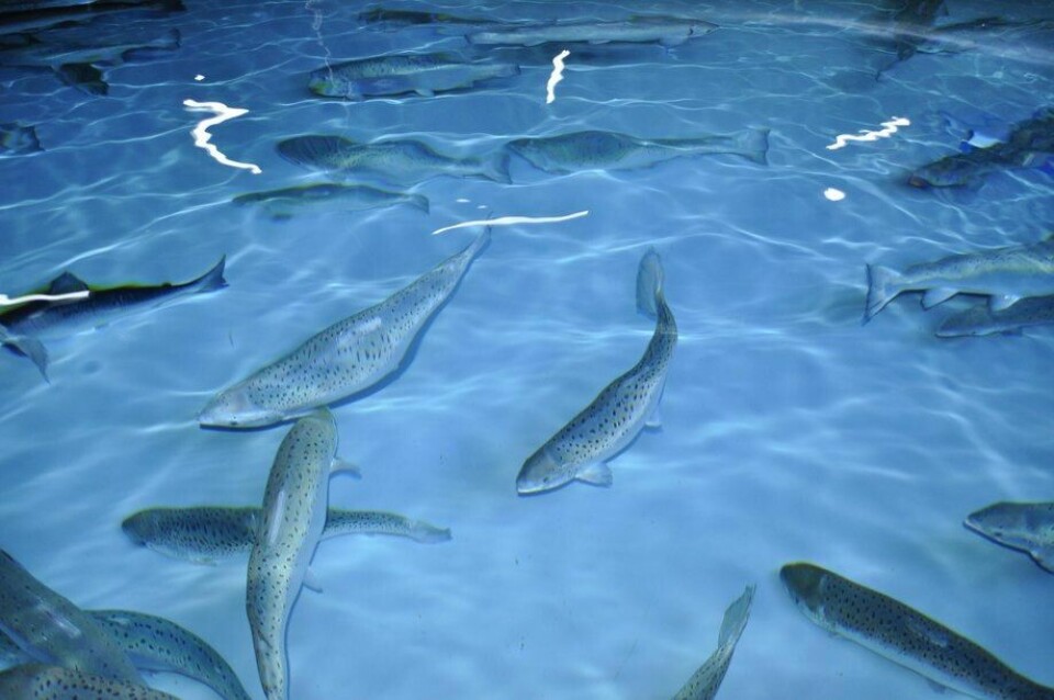 Imagen de piscicultura. Foto: Salmonexpert.
