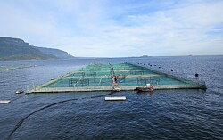 Informe sectorial: Cosechas de salmón coho se expanden 44,5%
