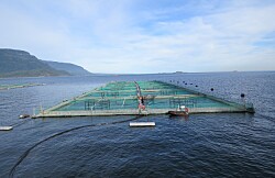 BioMar Chile reconoce desempeño de dos centros productores de salmón coho