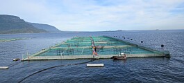 Informe sectorial: Cosechas de salmón coho se expanden 44,5%