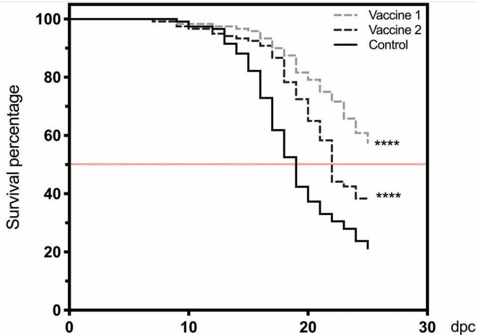 Efecto ambas vacunas sobre la supervivencia de peces infectados con una dosis letal de P. salmonis. Fuente: Caruffo y col., 2021.