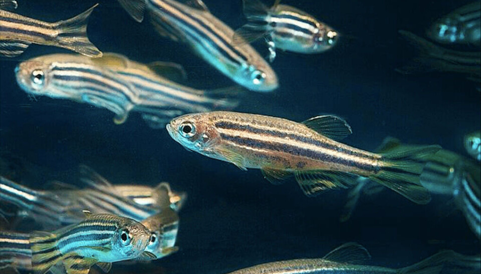 Pez cebra. Foto: Oregon State University.
