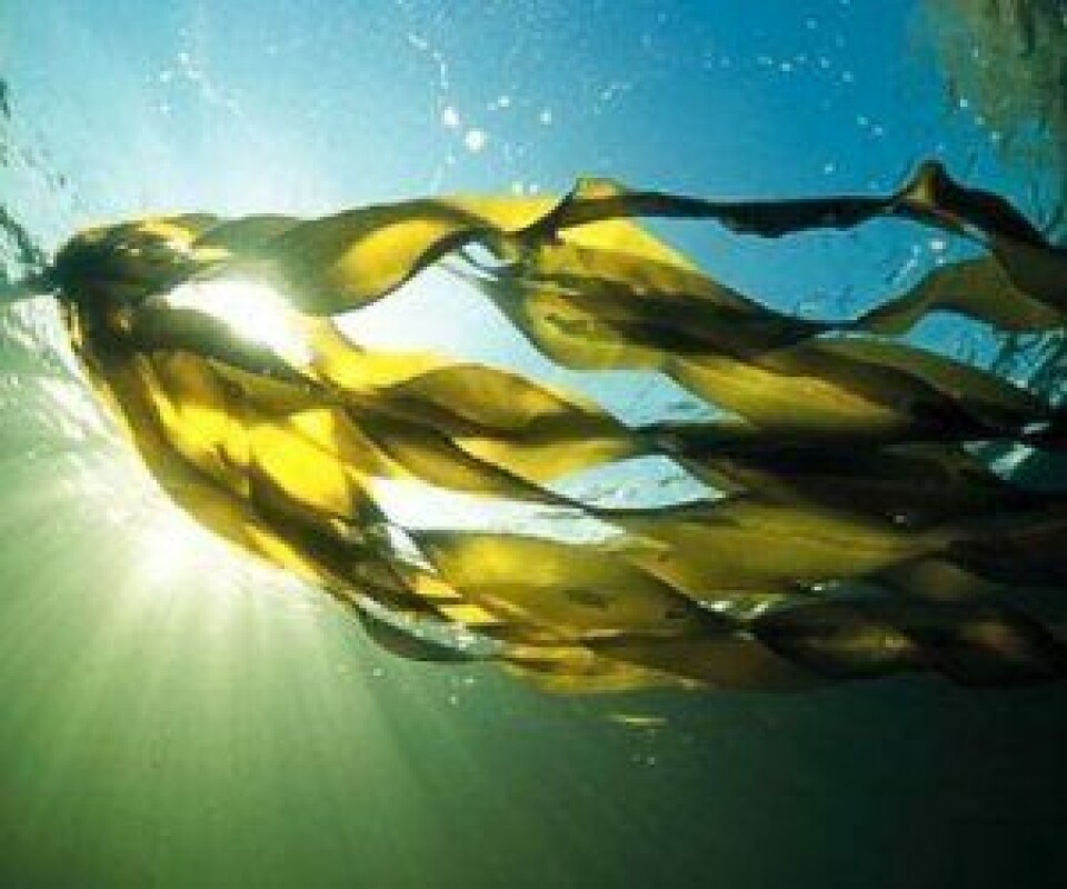 Microalgas y minerales orgánicos incrementarían la calidad del filete de salmón del Atlántico