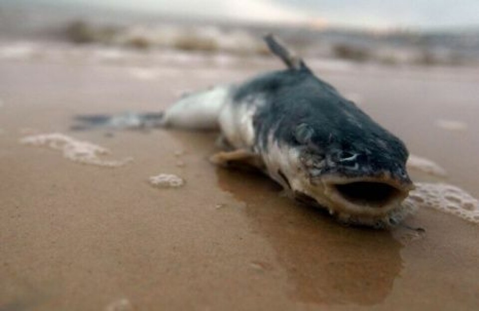 Científicos aseguran que el petróleo tiene efectos tóxicos sobre el corazón de los peces