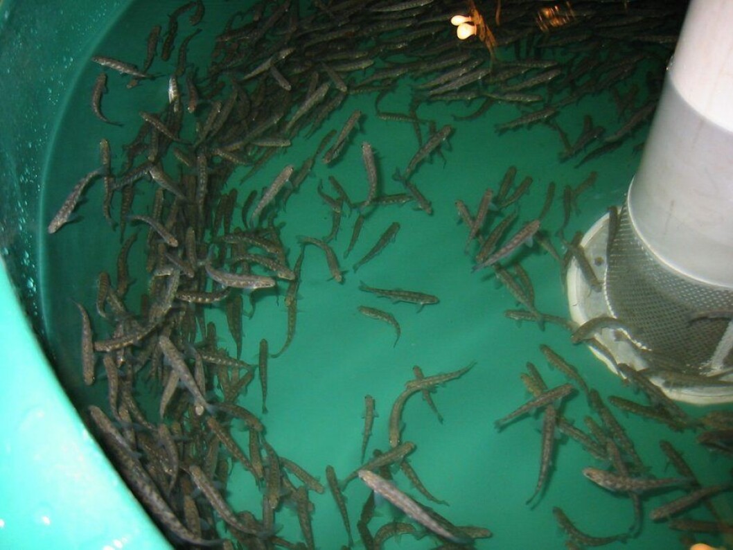 Imagen referencial de piscicultura. Foto: Archivo Salmonexpert. Imagen referencial de piscicultura. Foto: Archivo Salmonexpert.