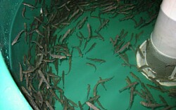 Científicos alertan papel de pisciculturas como entes diseminadores de bacterias resistentes