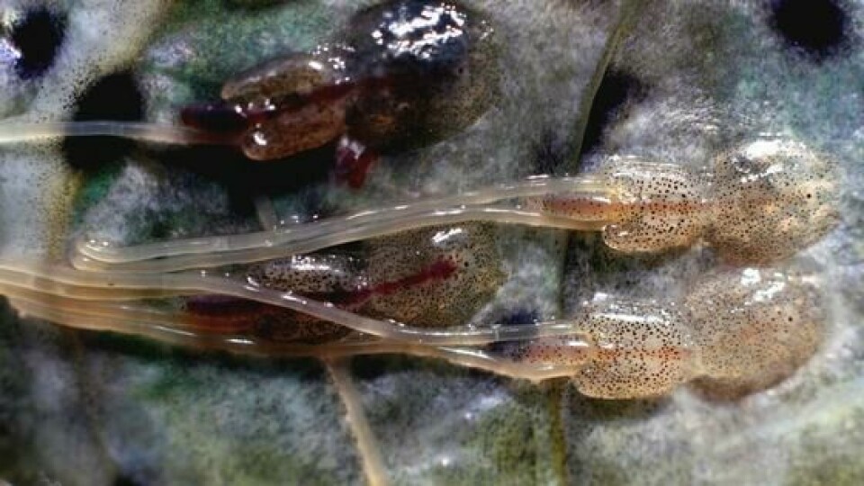 Lepeophtheirus salmonis. Foto: Instituto de Investigaciones Marinas (Noruega).