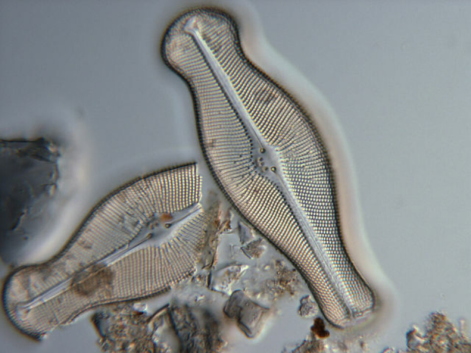 Didymosphenia geminata. Foto: Wikimedia commons.