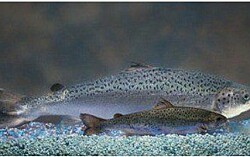 Biomasa y pérdidas aumentan para productor de salmón transgénico