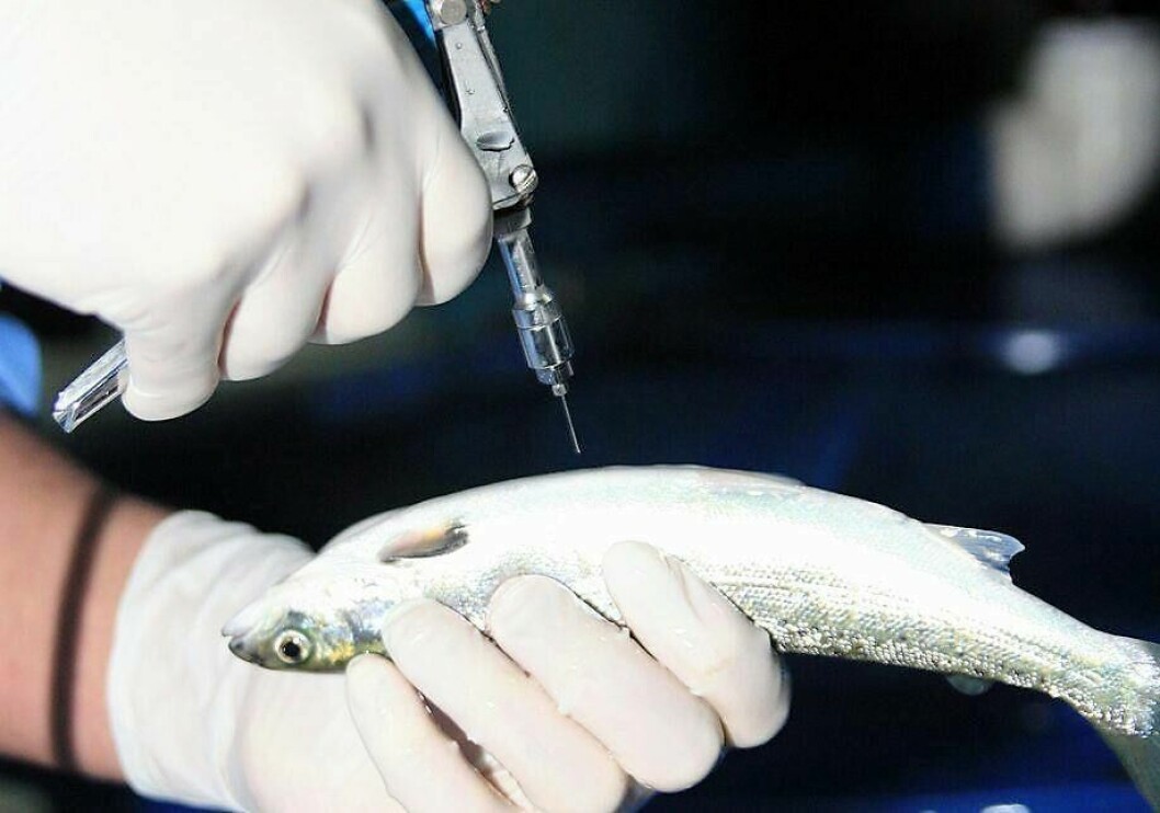 Las mortalidades semanales en grupos de peces vacunados tienen una magnitud mucho menor respecto de los grupos de peces no vacunados. Foto: Salmonexpert.