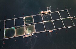 Científicos piden que salmonicultura considere riesgos climáticos y capacidad de carga