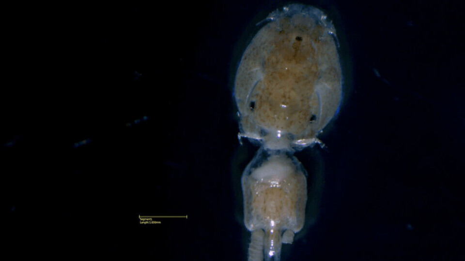 Hembra ovígera. Imagen: Dr. María González.