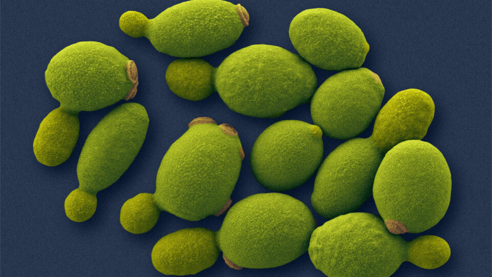 Pichia pastoris. Foto: Dennis Kunkel Microscopy/Science Source.