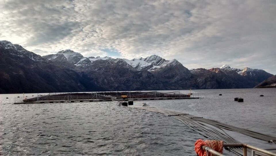Los centros de cultivo en el seno Skyring operan a través de Puerto Nuevo para descargar las cosechas y mortalidades. Foto: Salmonexpert.
