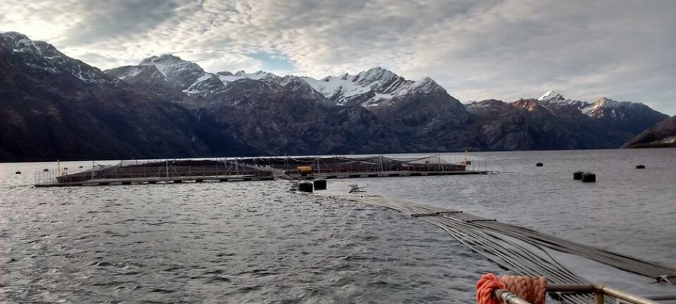 Productor busca cultivar macroalgas en seno Skyring como alternativa a los salmónidos