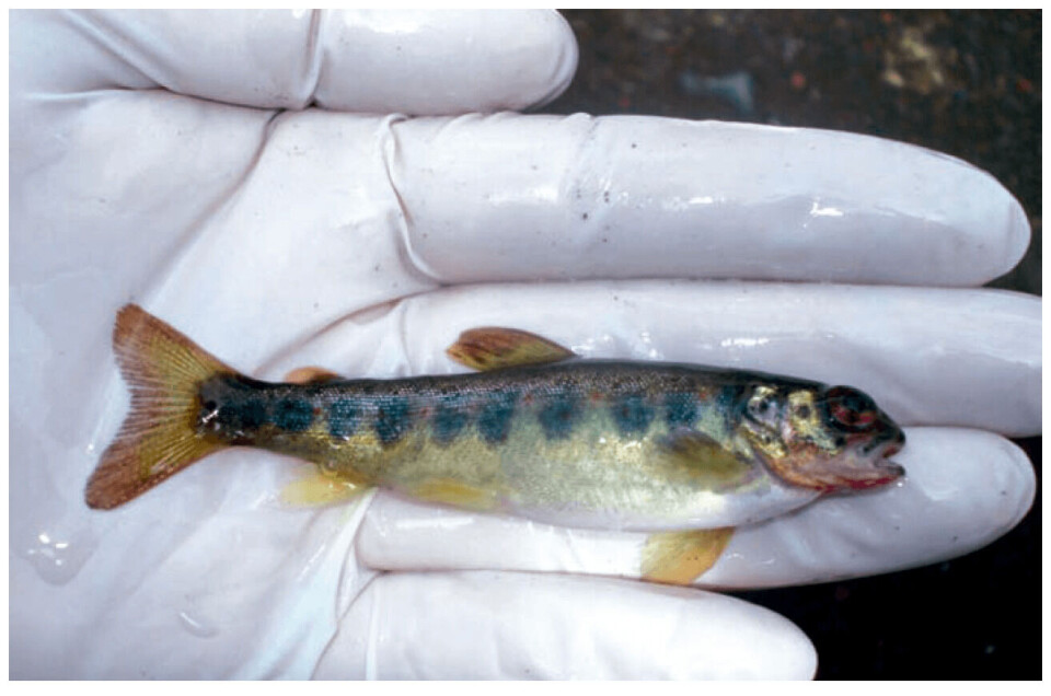 Salmón Atlántico con exoftalmia, hemorragias perioculares y hemorragias suboperculares como signos clínicos de BKD. Foto: Ruben Avendaño.
