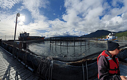 Cinco productores de salmón chileno incrementan uso de peróxido de hidrógeno