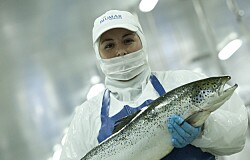 Productor de salmón chileno vuelve al ranking de 10 empresas más rentables