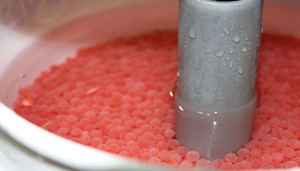 Ovas de salmón coho. Imagen: Aquagen.