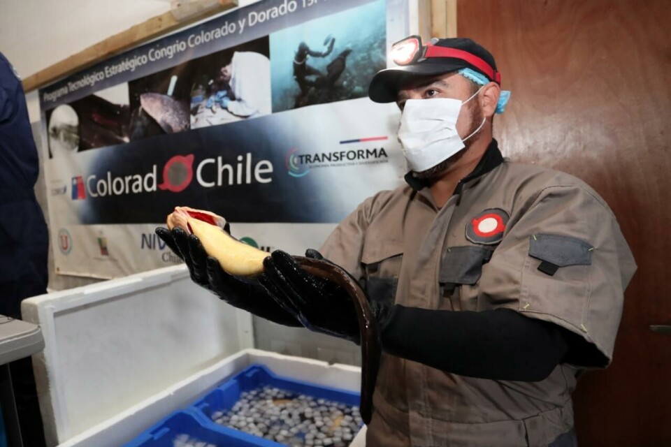 Congrio de la primera cosecha de cuatro toneladas de entre 500 y 700 gramos. Foto: Colorado Chile.