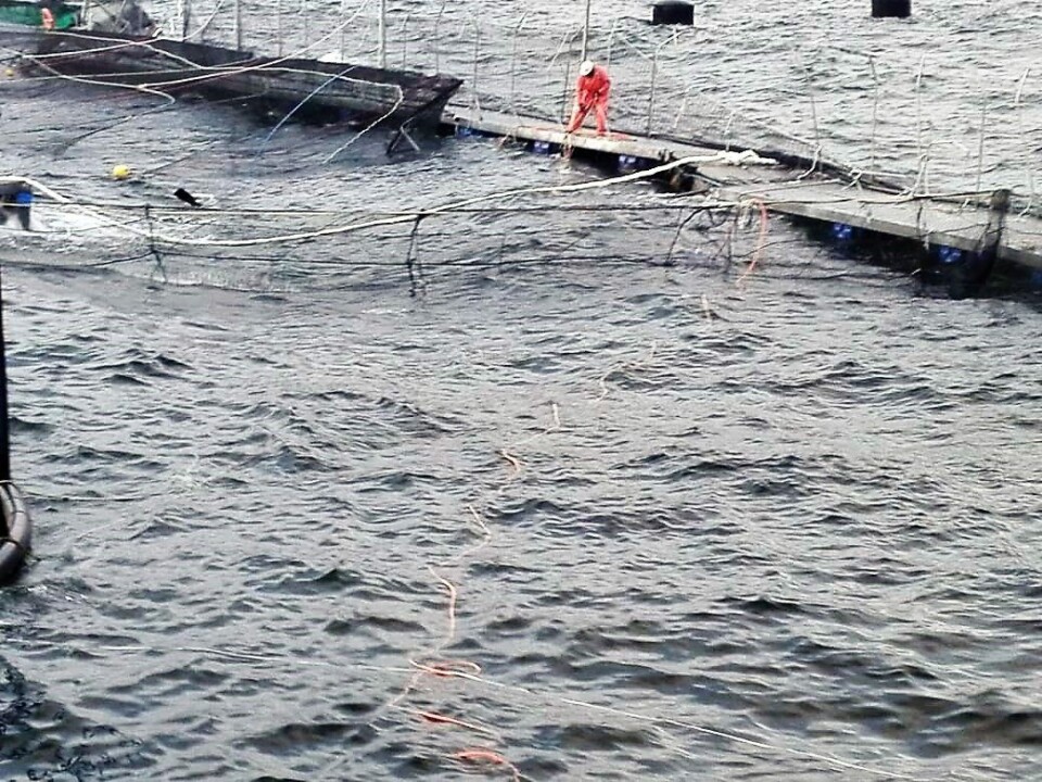 Según el informe de la empresa, serían 650 mil los salmones que escaparon. Foto: Marine Harvest Chile.