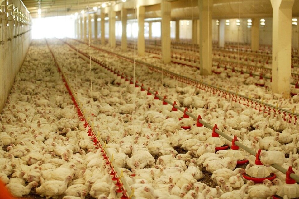 Investigadores estadounidenses descubrieron que el pollo es más eficiente que el salmón para convertir el alimento en proteína comestible, utilizando un método de evaluación diferente. Foto: Wikipedia.