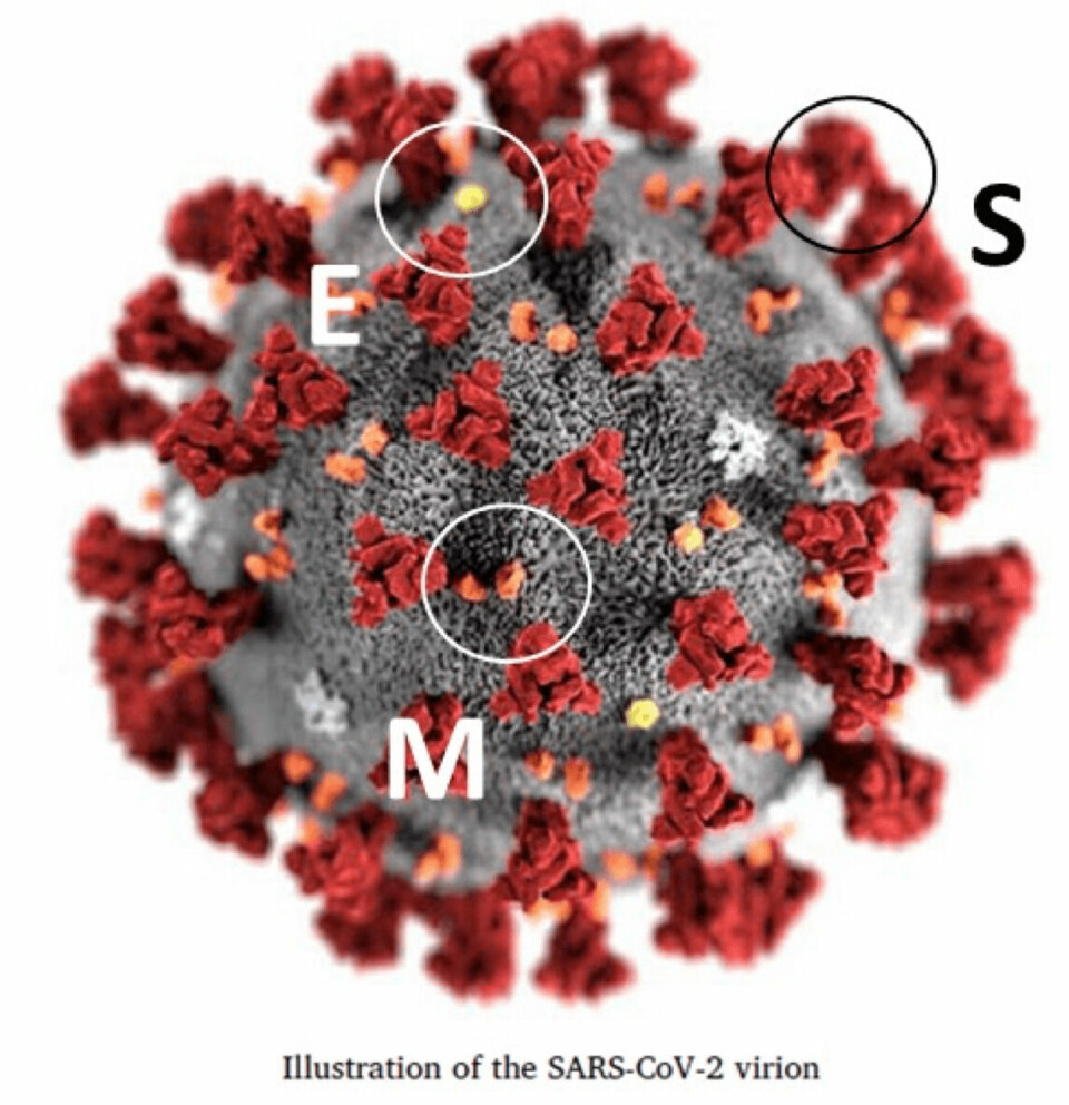 Estructura tridimensional simulada del coronavirus. Proteína M (clave en transmisión transmembrana), proteína E (clave para el ensamble viral), proteína S (responsable de unión al receptor celular) (Fuente: Sohrabi et al., 2020).