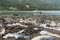 Comunidad de Puyuhuapi molesta por restos de salmones a orilla de la bahía