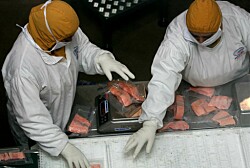 Seremi del Trabajo: “Los despidos en la industria salmonicultura obedecen a un ciclo natural”