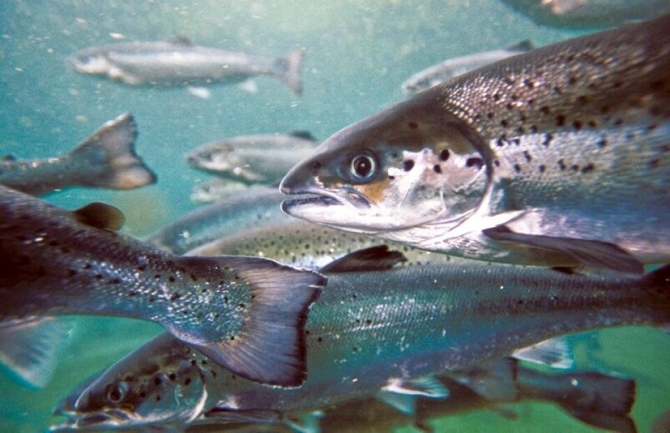Imagen referencial de salmones. Foto: Archivo Salmonexpert.