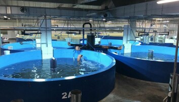 Mientras que la mayoría de las plantas RAS tradicionales utilizan dispositivos mecánicos para mover y procesar el agua, la tecnología Aquamaof utiliza fuerzas físicas naturales. Foto: Aquamaof. Mientras que la mayoría de las plantas RAS tradicionales utilizan dispositivos mecánicos para mover y procesar el agua, la tecnología Aquamaof utiliza fuerzas físicas naturales. Foto: Aquamaof.