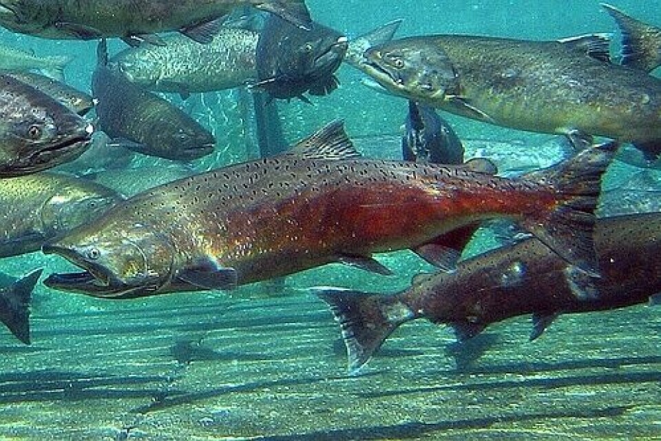 Subpesca autorizó pesca investigativa de salmón Chinook