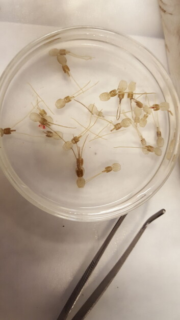 Muestras de piojo de mar. Foto: Gustavo Núñez. Muestras de piojo de mar. Foto: Gustavo Núñez.