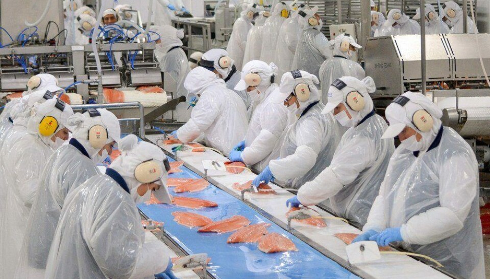 Imagen referencial de la planta de proceso de salmónidos de Blumar.