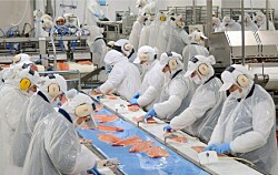 Trabajadores del salmón: La situación del país es insostenible