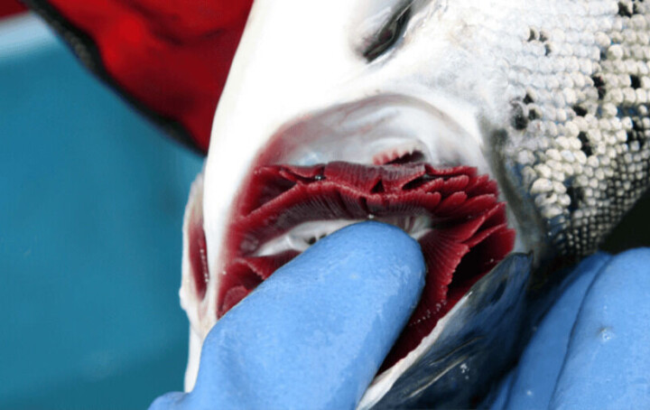 CGD: 'Podría causar serios problemas e incluso, en casos severos, alta mortalidad de salmones'