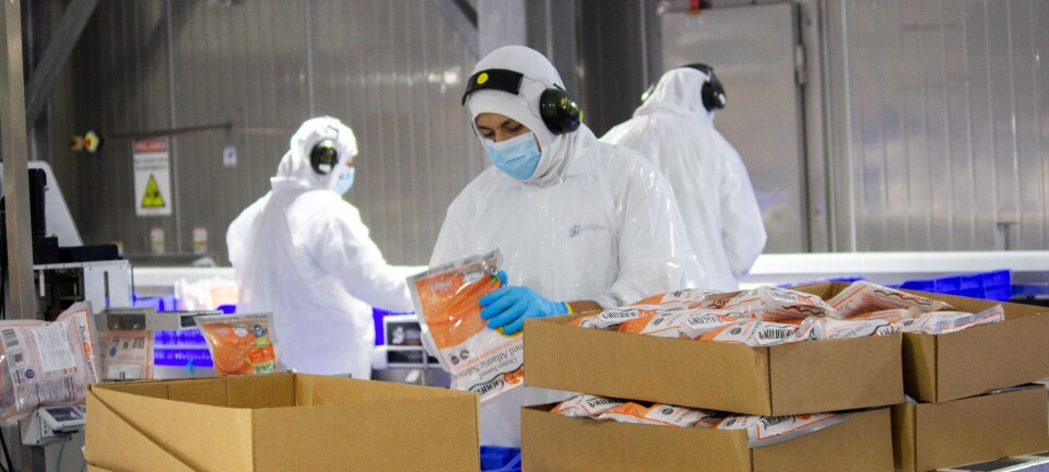 Salmones Camanchaca retomará la senda del crecimiento productivo