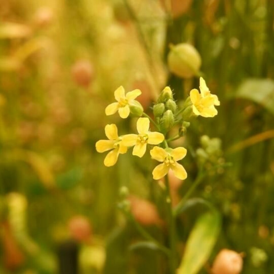 Camelina transgénica: evalúan su inclusión como fuente de ácidos grasos