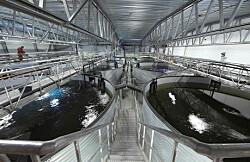 Cooke Aquaculture cancela proyecto RAS que había anunciado para Chile