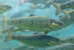 Canadá: Mowi cosecha 200 mil peces al confirmar presencia de virus ISA