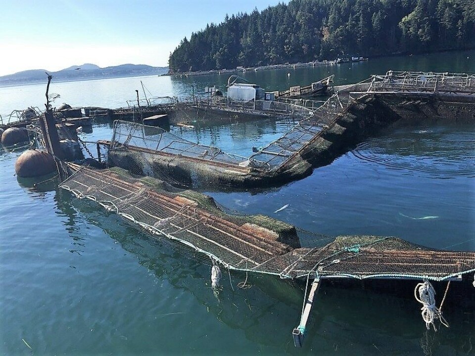 El colapso de Cypress Island 2 fue el catalizador de un ataque del estado de Washington contra Cooke Aquaculture Pacific. Foto: King5.