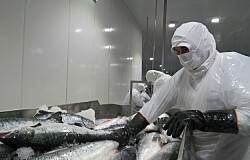 Tres productores de salmón chileno entre los 20 más sostenibles del mundo