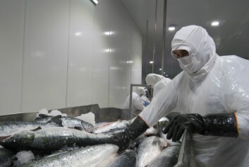 La carga robada consistía en 20.411 kilogramos netos de salmón Atlántico congelado. Foto: Archivo Salmonexpert. La carga robada consistía en 20.411 kilogramos netos de salmón Atlántico congelado. Foto: Archivo Salmonexpert.
