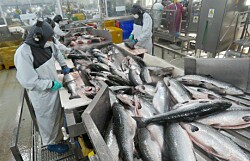 Cosechas de salmón Atlántico aumentaron 10% en 2019