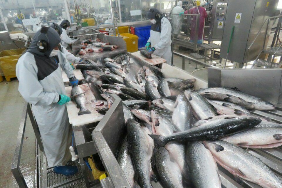 Salmón Atlántico representó el 73,2% de la salmonicultura durante 2019. Foto: Archivo Salmonexpert.