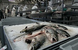 Cosechas de salmónidos disminuyeron en octubre