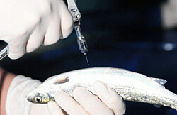 Revelan que variabilidad genética de peces impacta eficacia de vacunas contra P. salmonis