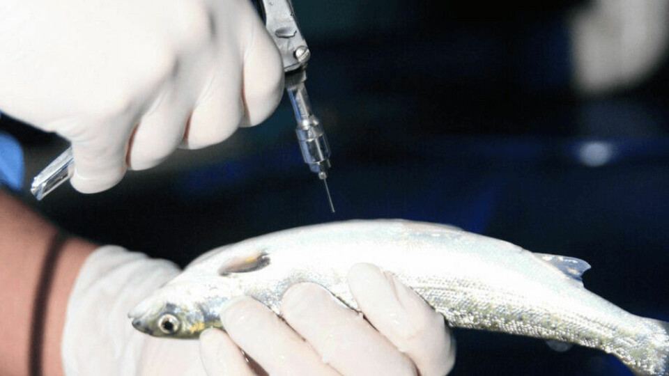 Imagen referencial de vacunación de peces. Foto: Archivo Salmonexpert.